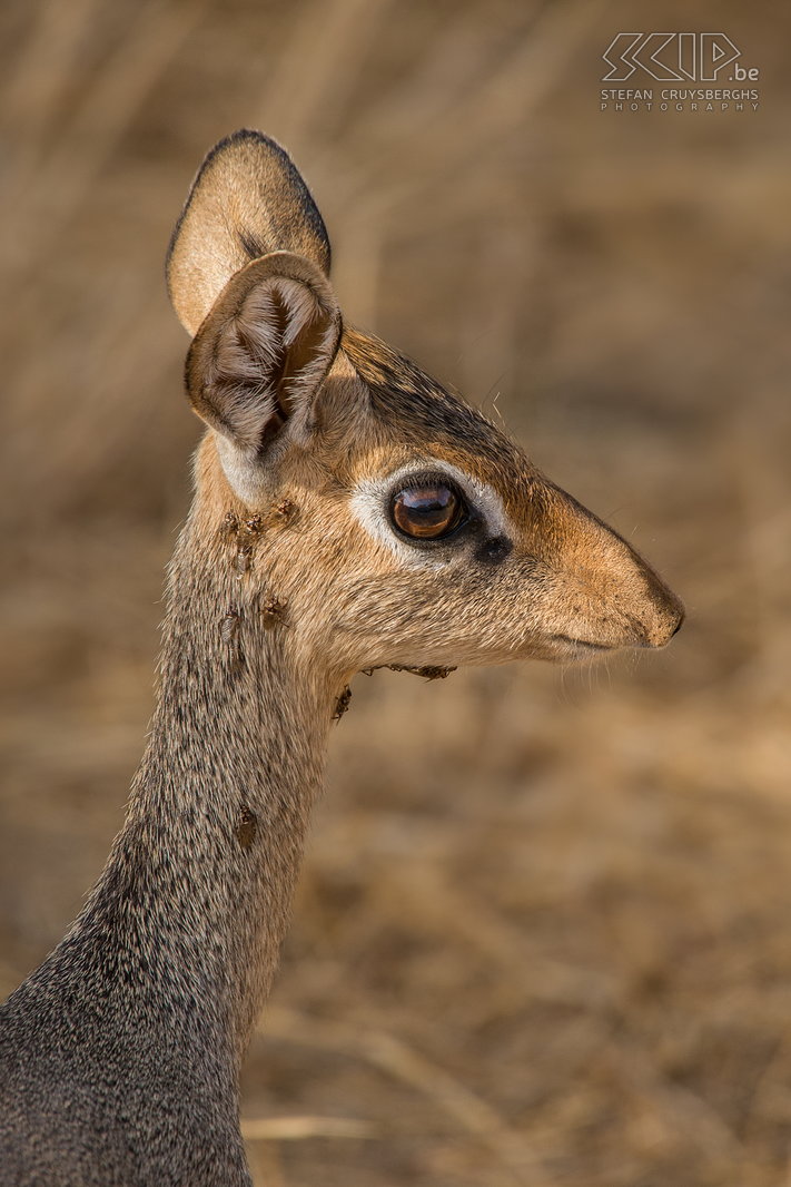 Samburu - Close-up dik-dik De dik-dik is een van de kleinste antilopen. Dik-diks zijn 50-70 cm lang en wegen slechts 3-6 kg. Ze zijn monogaam en leven altijd in paar.<br />
 Stefan Cruysberghs